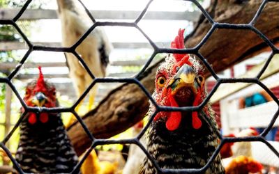 Close-up of birds in cage