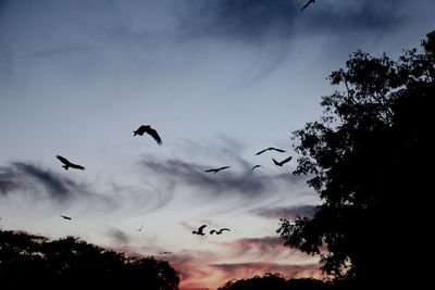 Low angle view of silhouette birds flying against sky