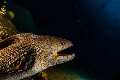 Moray eel mooray lycodontis undulatus in the red sea, eilat israel a.e