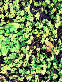 High angle view of plant growing on field