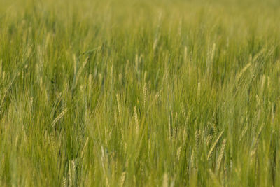 Full frame shot of wheat field