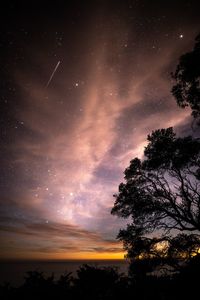 Low angle view of silhouette trees against sky at night