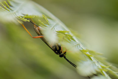 Close-up of grasshopper