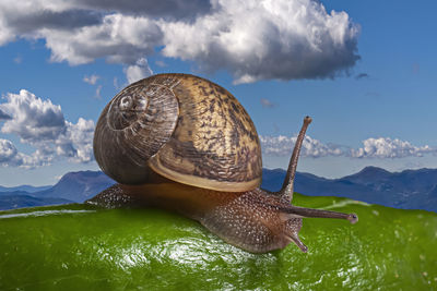 snail