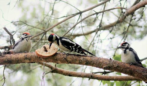 Low angle view of birds perching on tree