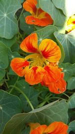 Close-up of orange flowering plant