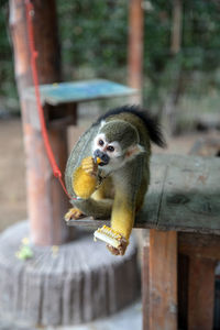 Monkey eating food on tree