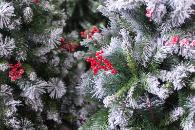 Close-up of trees during winter