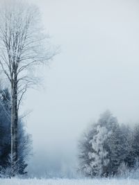 Trees on snow covered land against sky