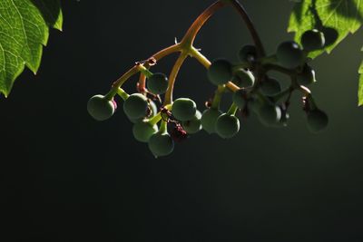 Close-up of fruits growing on tree