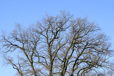 Low angle view of bare tree against clear blue sky