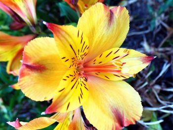 Close-up of yellow flower