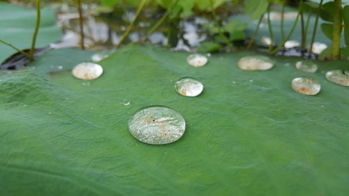 Close-up of lotus water lily in lake