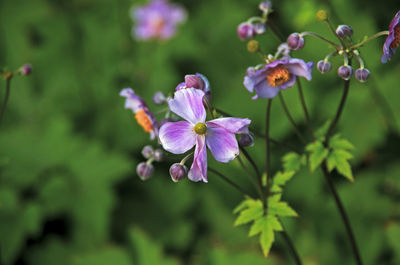 Close-up of pink flowering plant