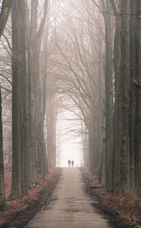 People walking on pathway along trees