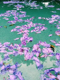 Close up of purple flowers