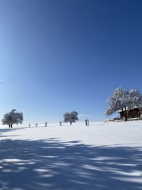 Trees on snow covered field against clear blue sky