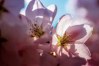 Close-up of cherry blossom