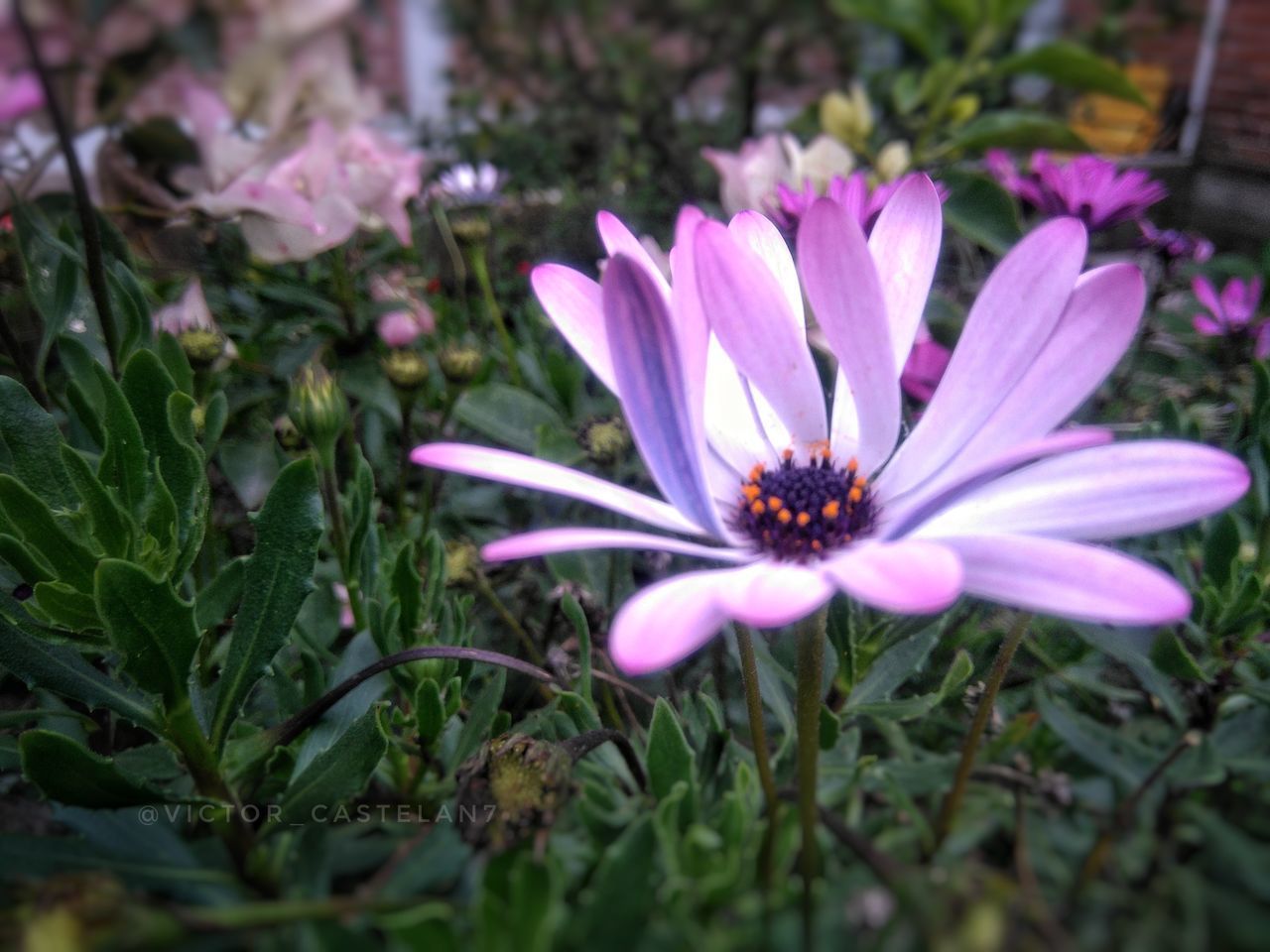 CLOSE-UP OF PINK FLOWER BLOOMING