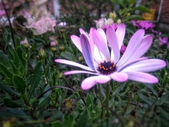 Close-up of pink flower