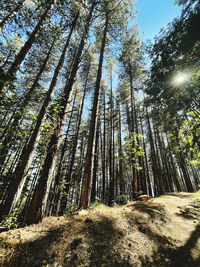 Trees in forest