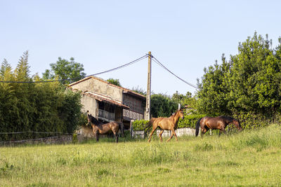 Horses in a field