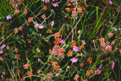 Close-up of purple flowering plants