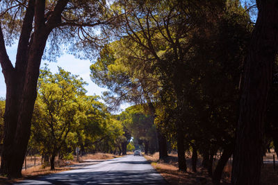 Road amidst trees in park during autumn