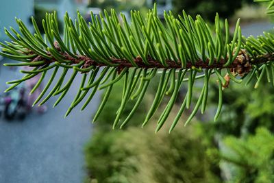 Close-up of pine tree