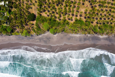 Aerial view of trees and sea