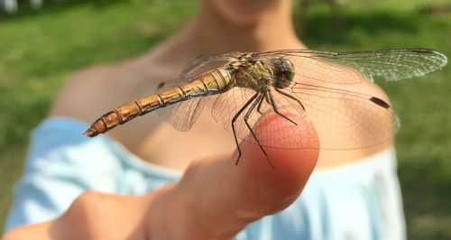 Close-up of insect on hand