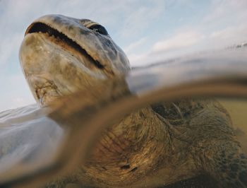 Turtle on beach