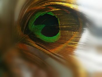 Macro shot of peacock feather