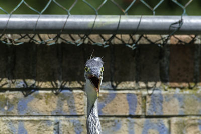 Close-up of bird on a fence