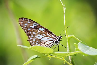 Butterfly on leaf