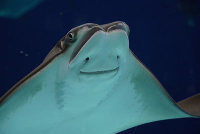 Close-up of fish swimming in sea