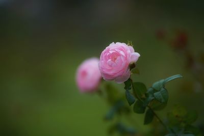 Close-up of pink rose blooming outdoors