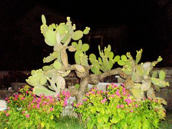 Close-up of flowers growing on plant