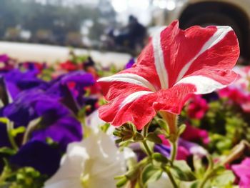 Close-up of red flower blooming outdoors