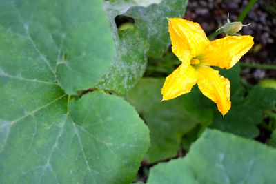 Close-up of water drops on yellow flower
