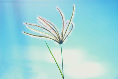 Close-up of plant against blue sky