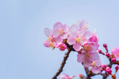 Low angle view of pink cherry blossoms against sky