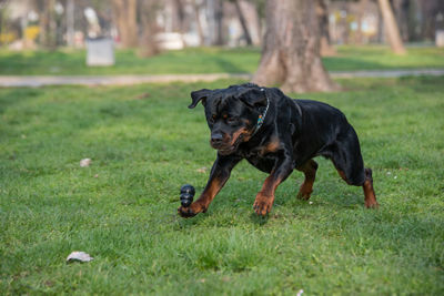 Black dog playing on grassy field at park