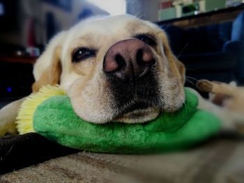 Close-up portrait of dog at home