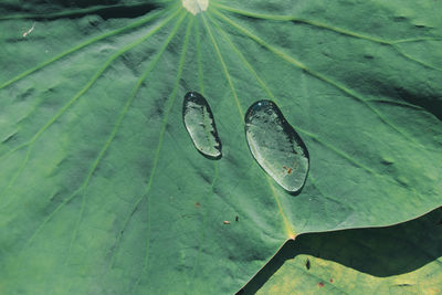 Close-up of raindrops on leaves