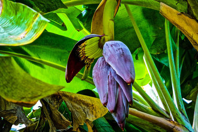 Close-up of butterfly perching on plant