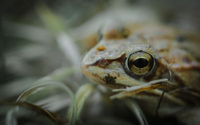 Close-up of frog