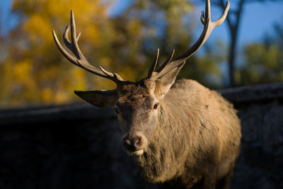 Close-up of deer