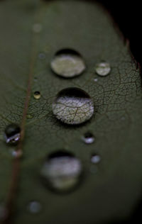 Close-up of raindrops on leaves