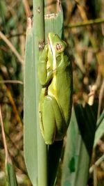 Close-up of green lizard on plant